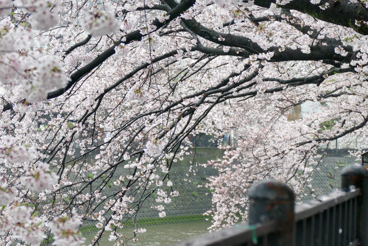 大岡川の桜