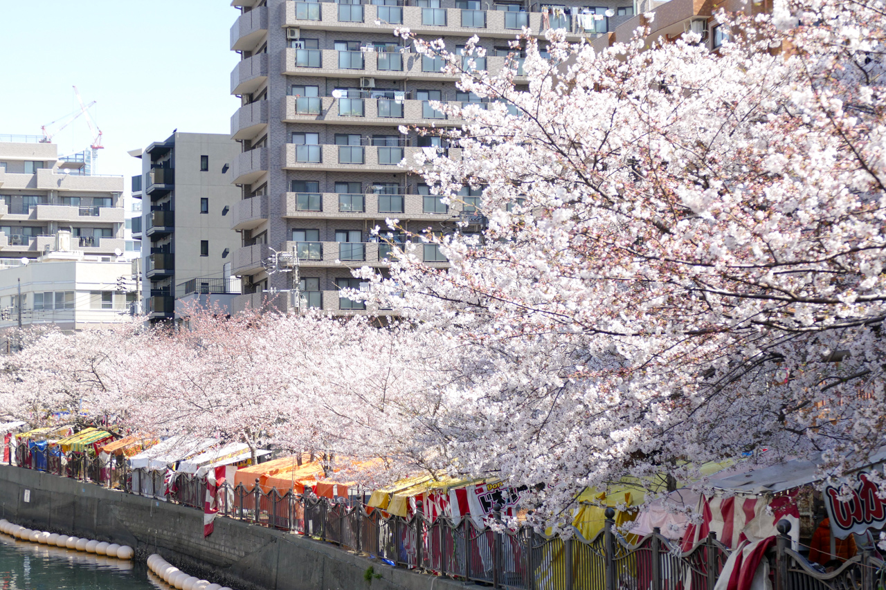 大岡川の桜と屋台