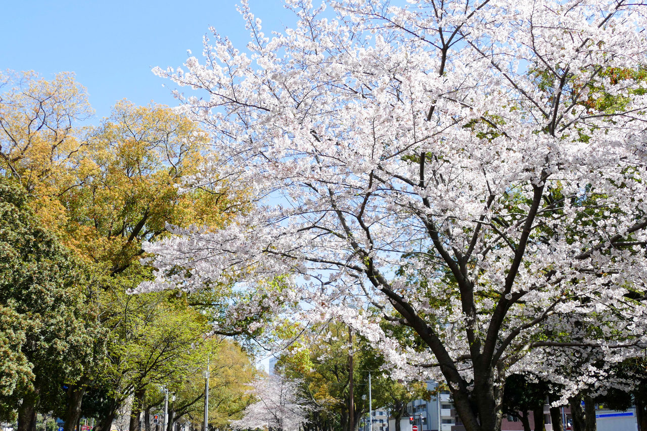 横浜の大通り公園の桜