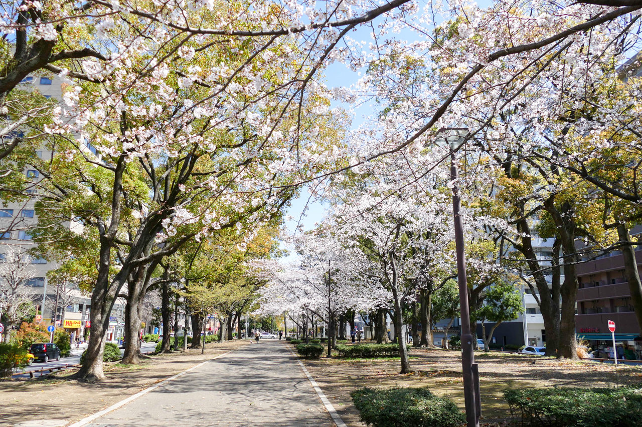 横浜の大通り公園の桜
