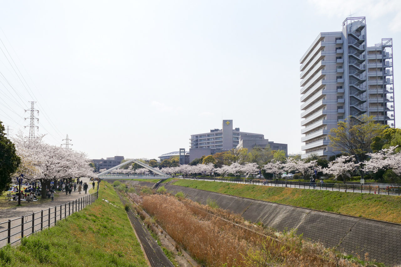 新横浜・鳥山川の桜