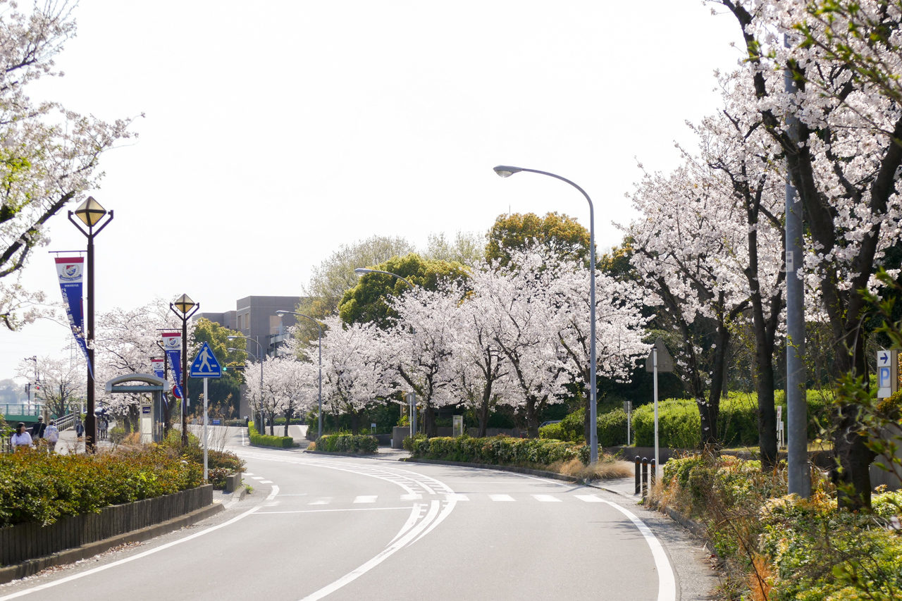 新横浜の鳥山川の桜