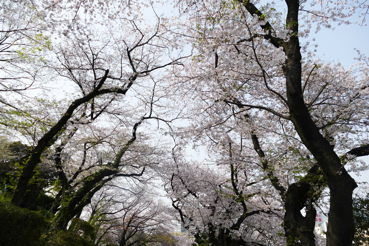 掃部山公園の桜