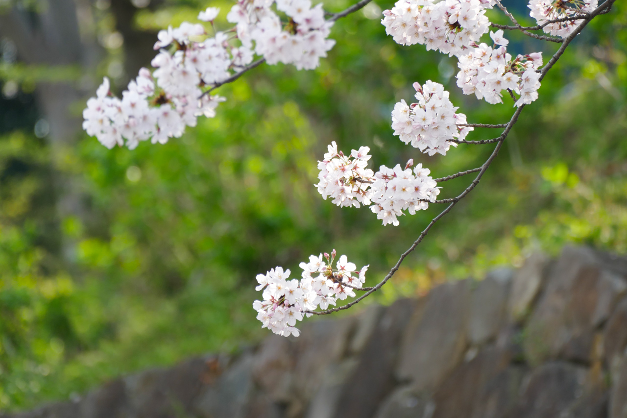 掃部山公園の桜